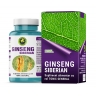 Capsule Ginseng Siberian Capsule Ginseng Siberian